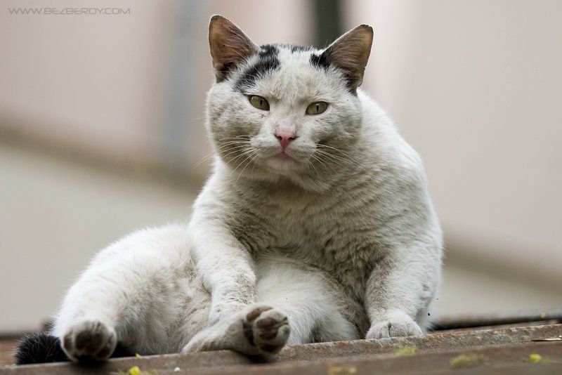 кот, кошка, крыша, мыться, грязный, дворовой, минск, беларусь Time to wash фото превью