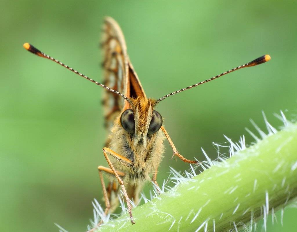 , Сергей Таланов