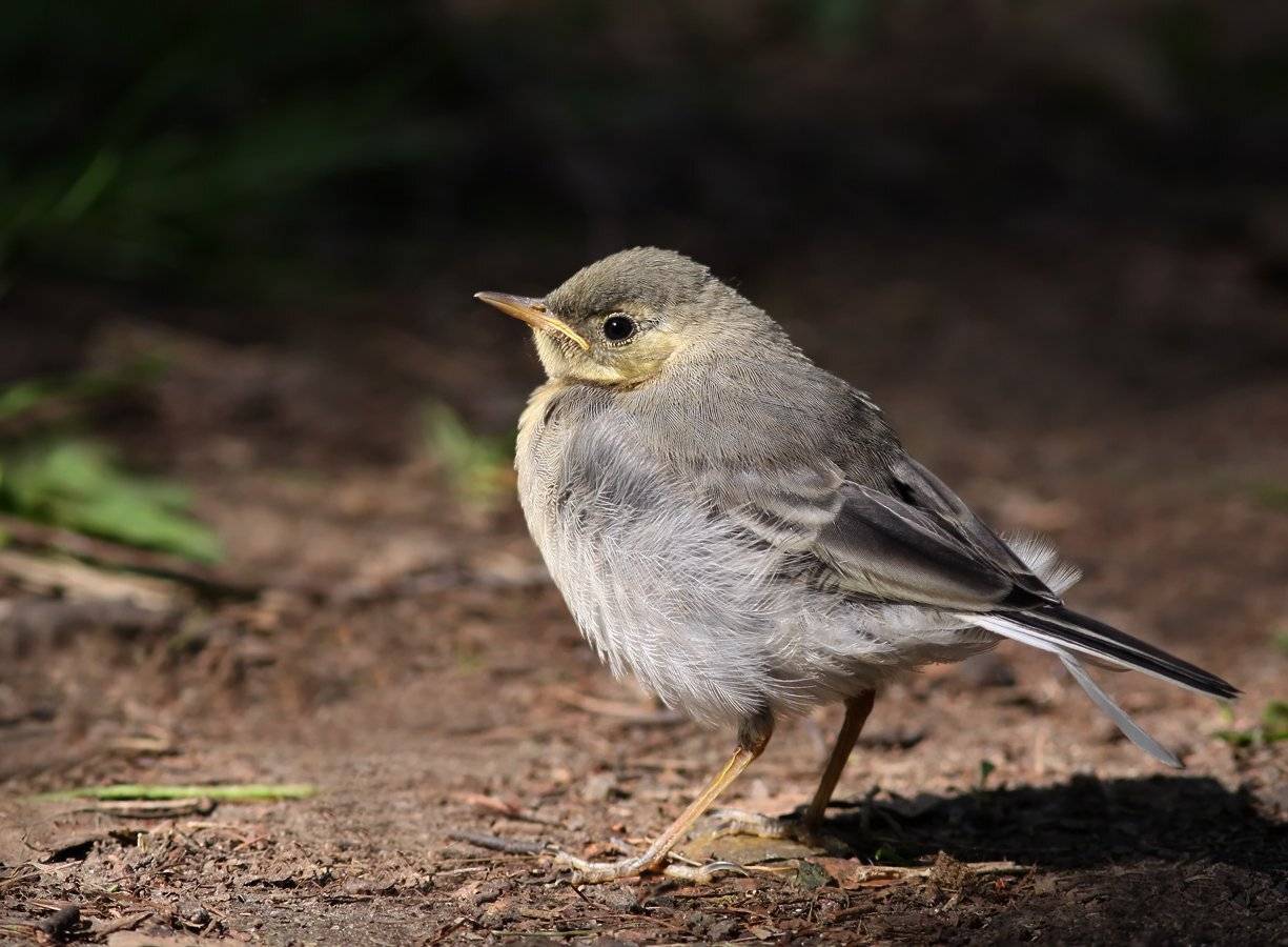 , Зоя Лаптева