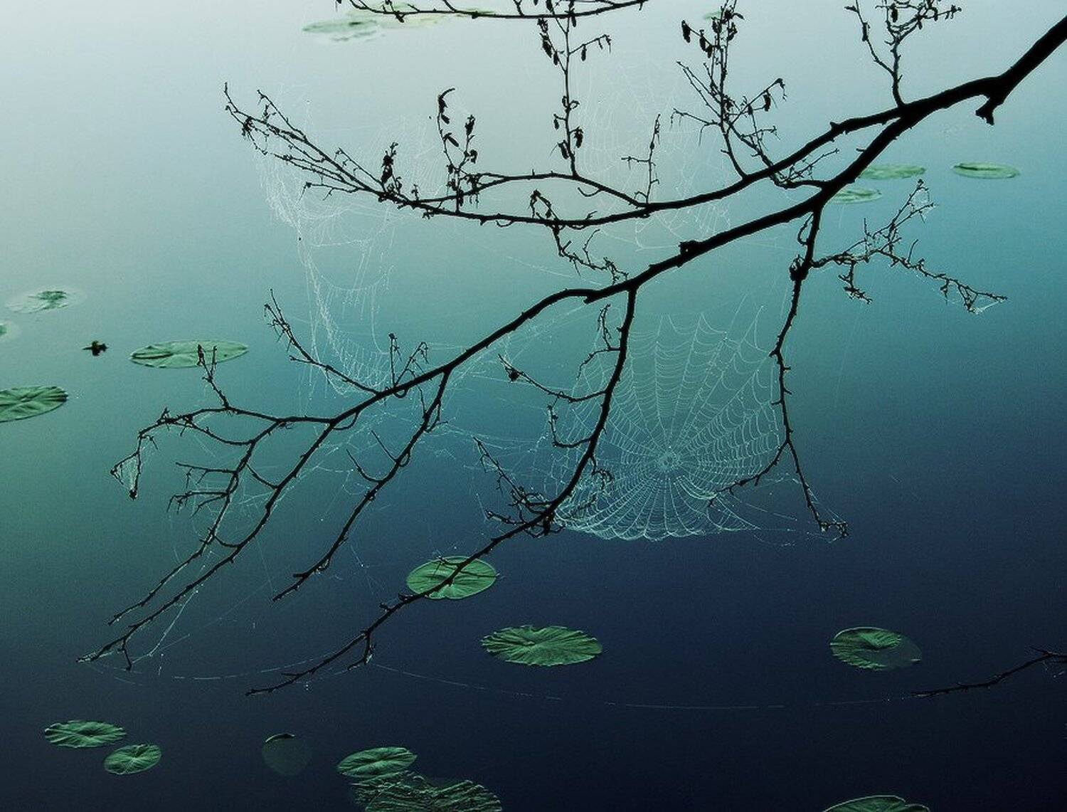 , Николай Морский