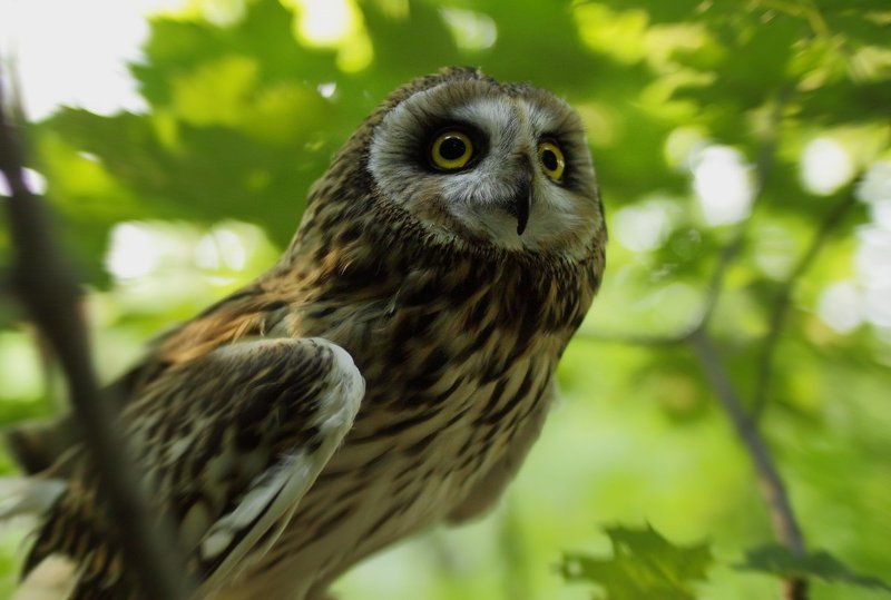 Руби фото превью