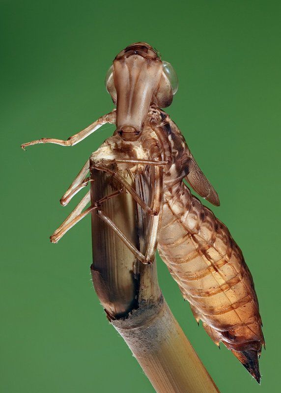 экзувий, , anax, parthenope Экзувий фото превью