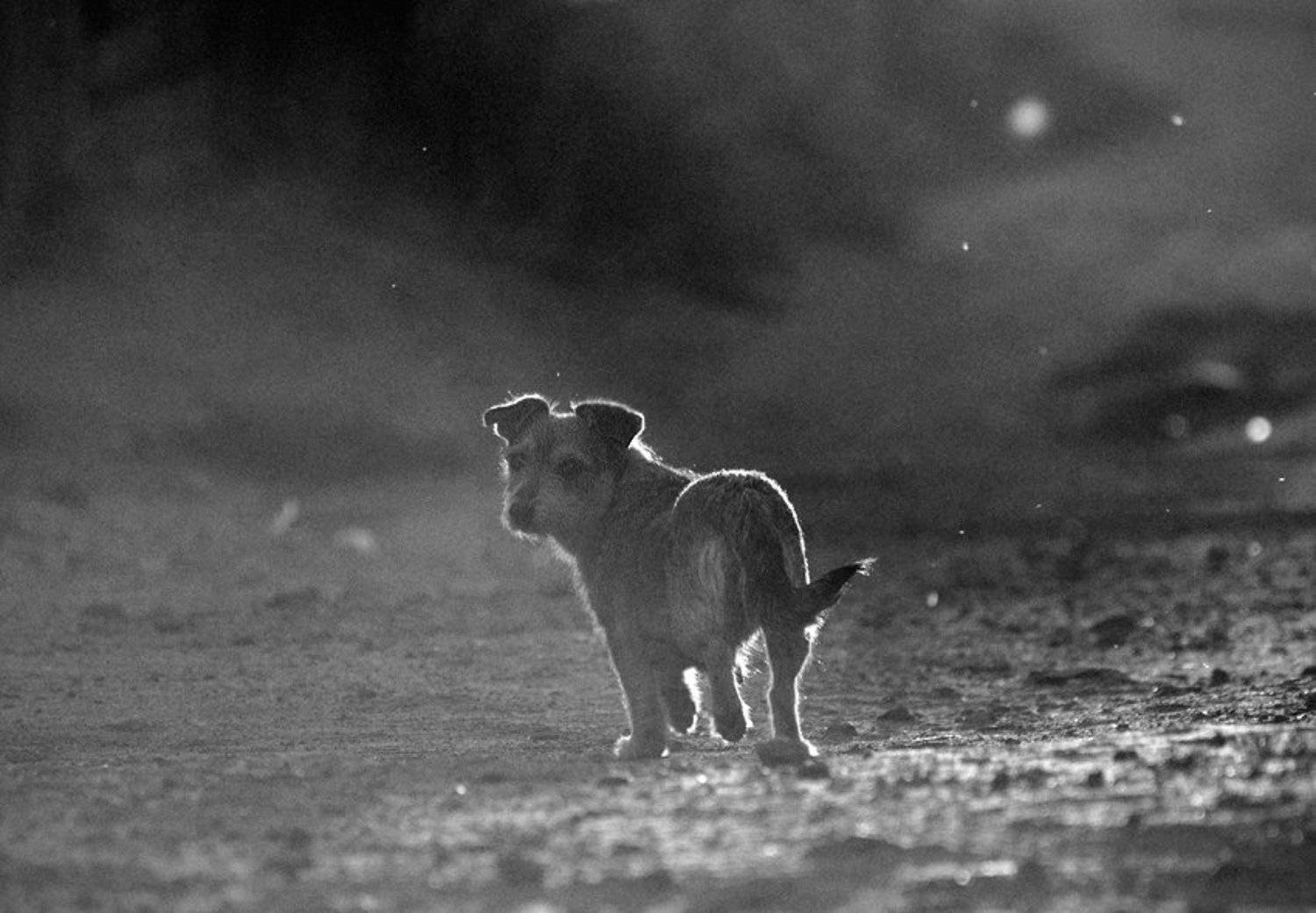 , Андрей Ру...