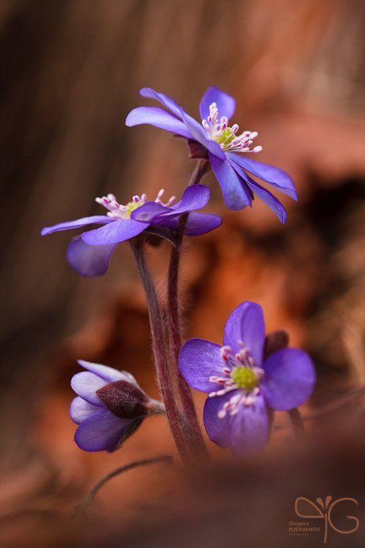 печеночница, hepatica, nobilis, лебяжье, финский, залив, ло, gulf, finland, lo, spring, весна Печёночница фото превью