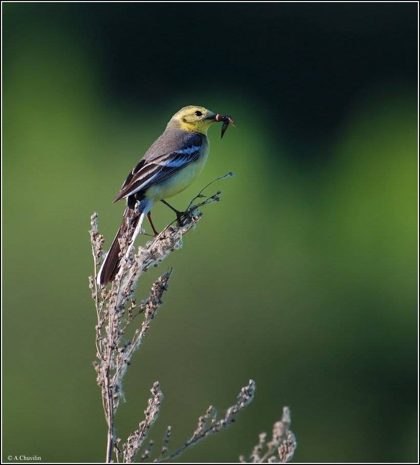 трясогузка,самка,желтоголовая,заморить,червячка,citreola, Александр Чувилин