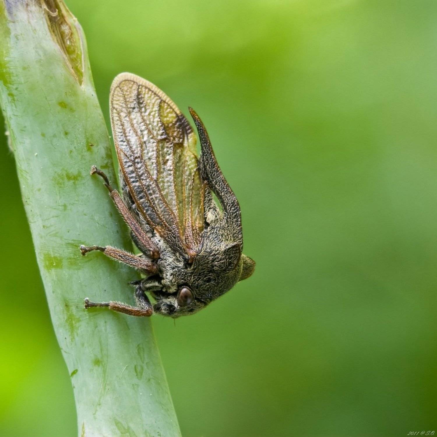 горбатка, dornzikade, , buckelzirpen, buckelzikaden, treehopper, \"centrotus, cornutus\", Eustignos Sergej