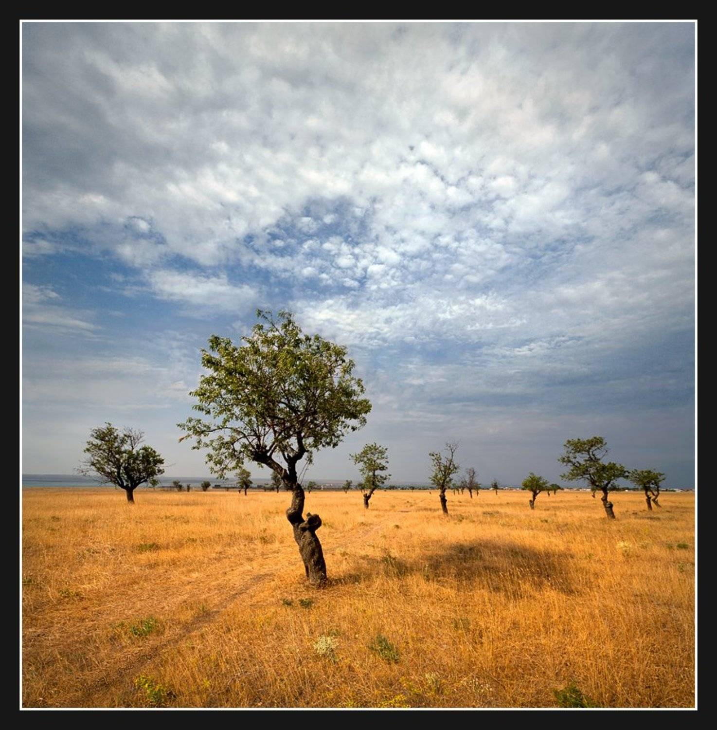 , Алексей Соловей