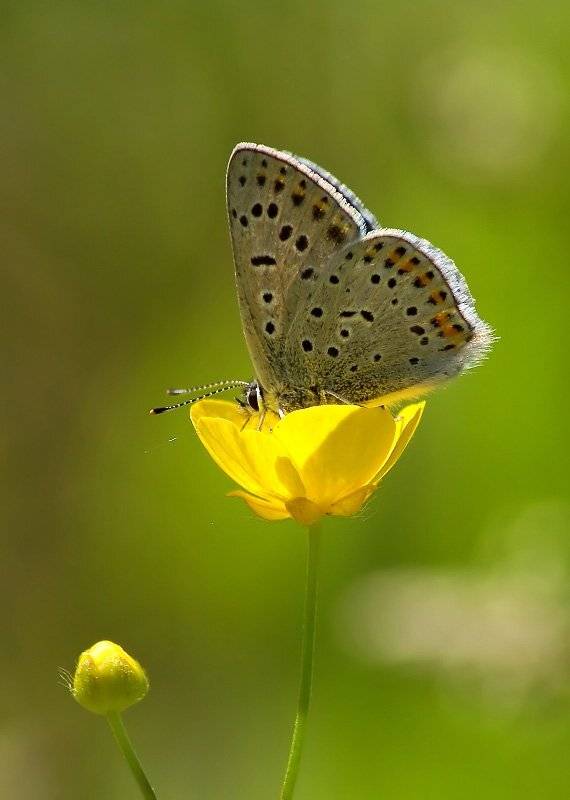 ***, Cheplenko Aleksey