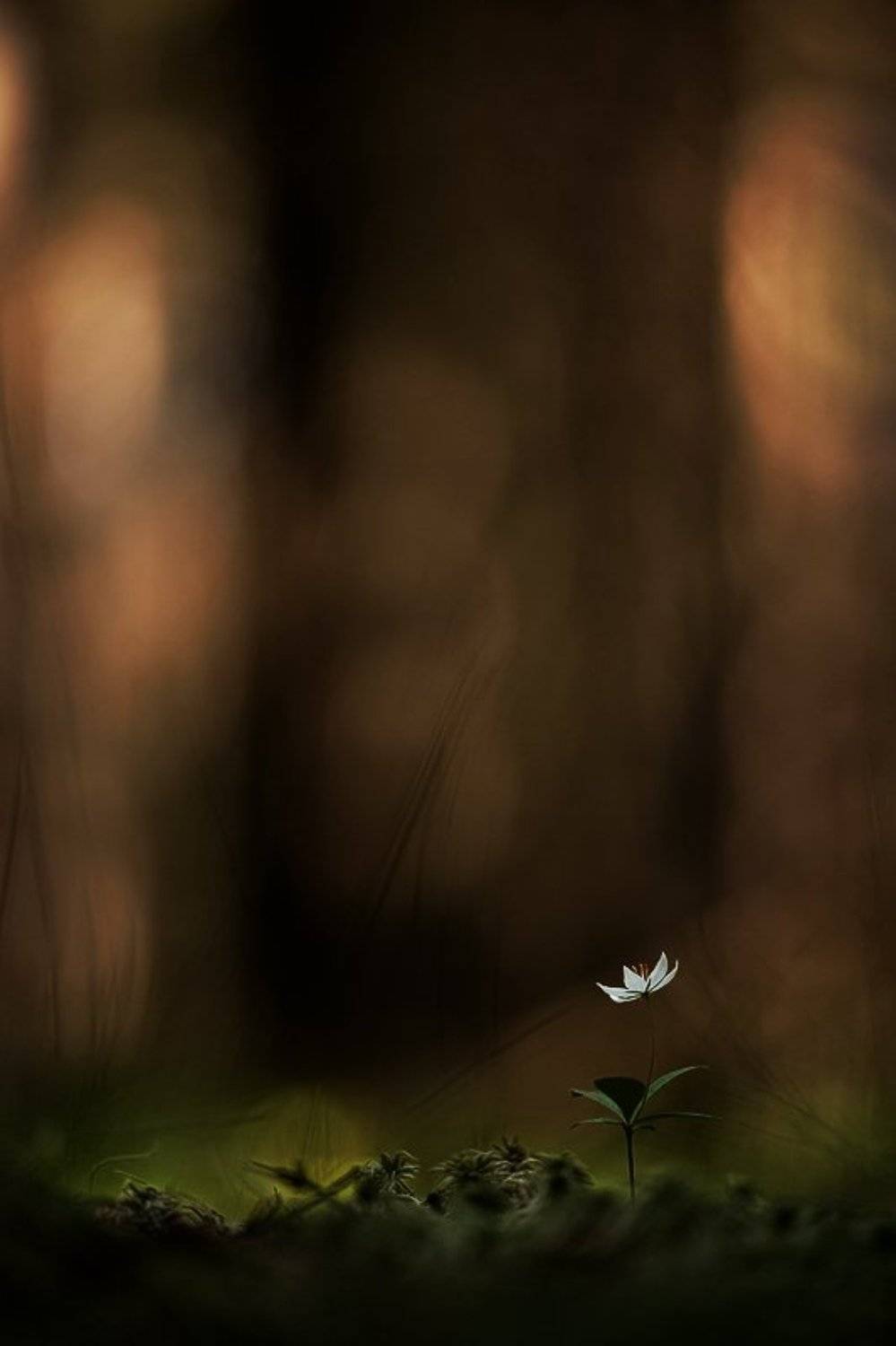 седмичник, Юлия