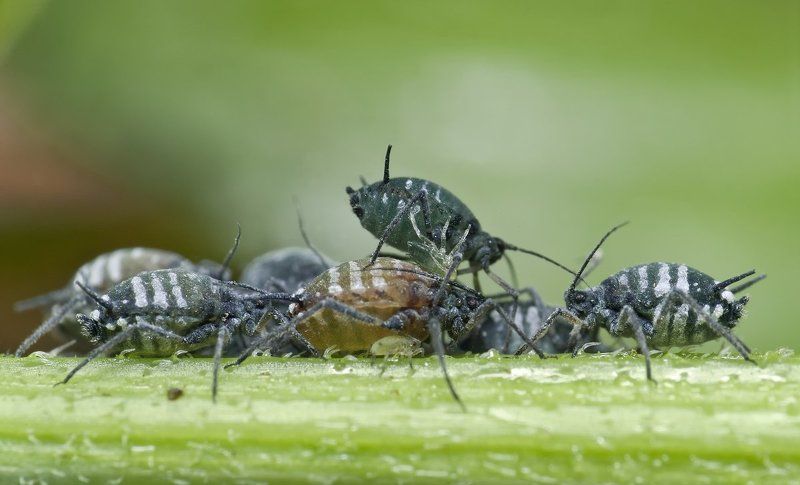 micro-nikkor af 105mm f/2.8 d, макро, nikon d80, тли Табор фото превью