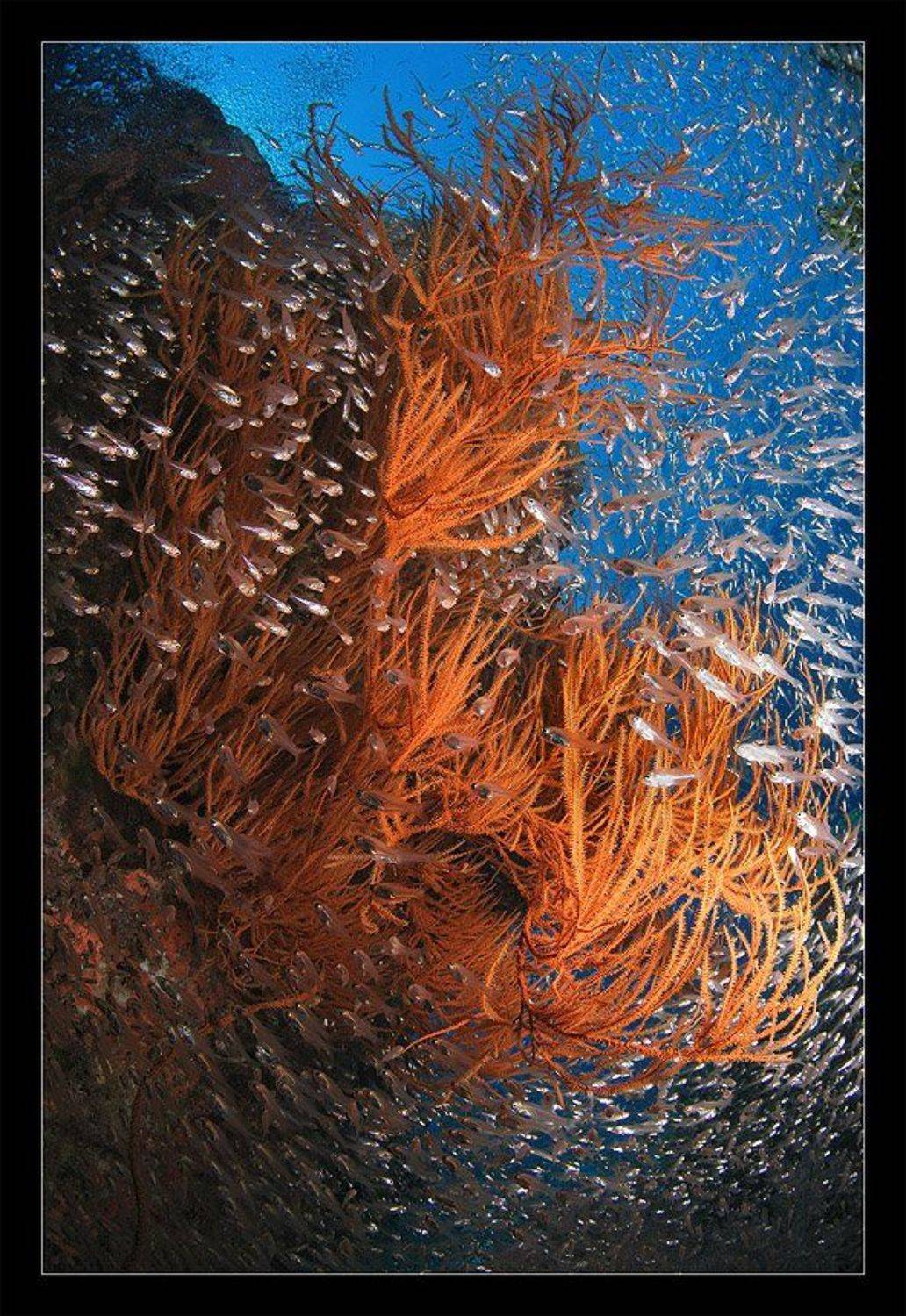 стая, взрыв, коралл, тайланд, Нарчук Андрей