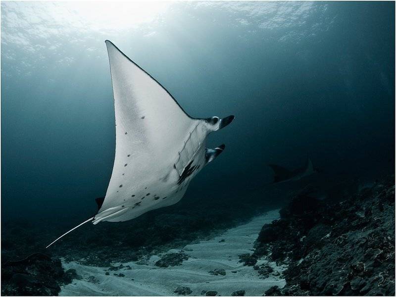 дайвинг, бали, индонезия, манты, Олег Федин