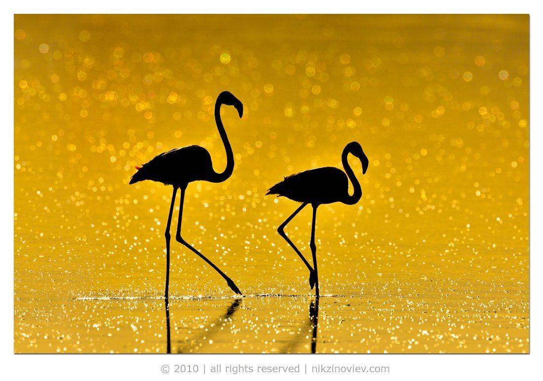 озеро ндуту, фламинго, африка, танзания, Николай Зиновьев