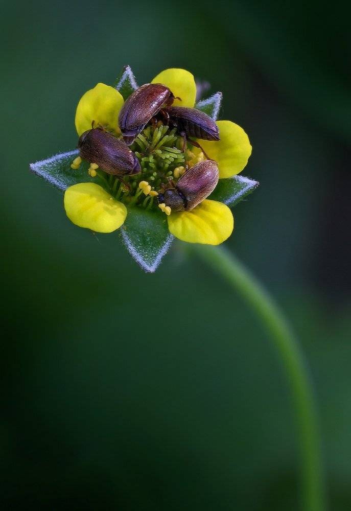 жуки, Петриченко Валерий