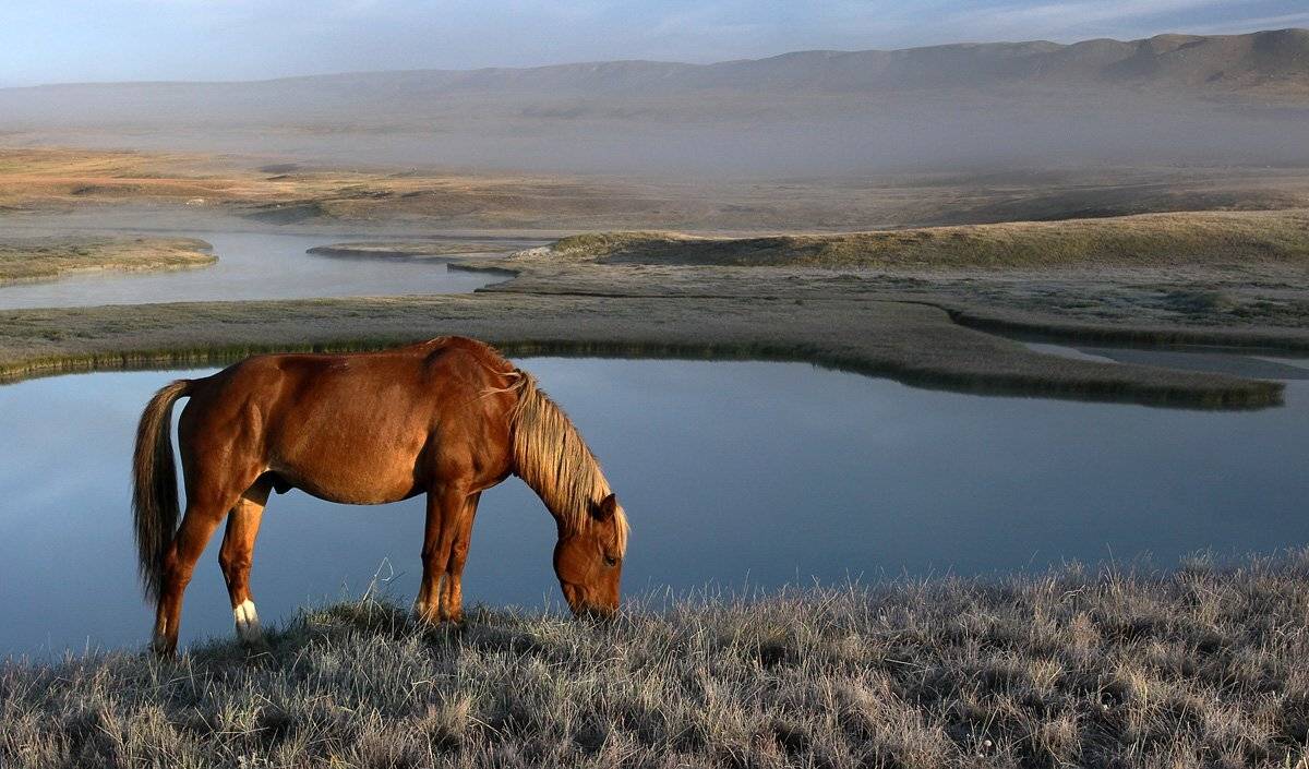 конь, туман, Артем Головин