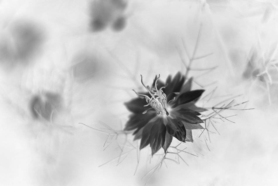flower, bw, reverse, invert, Simeon Kolev