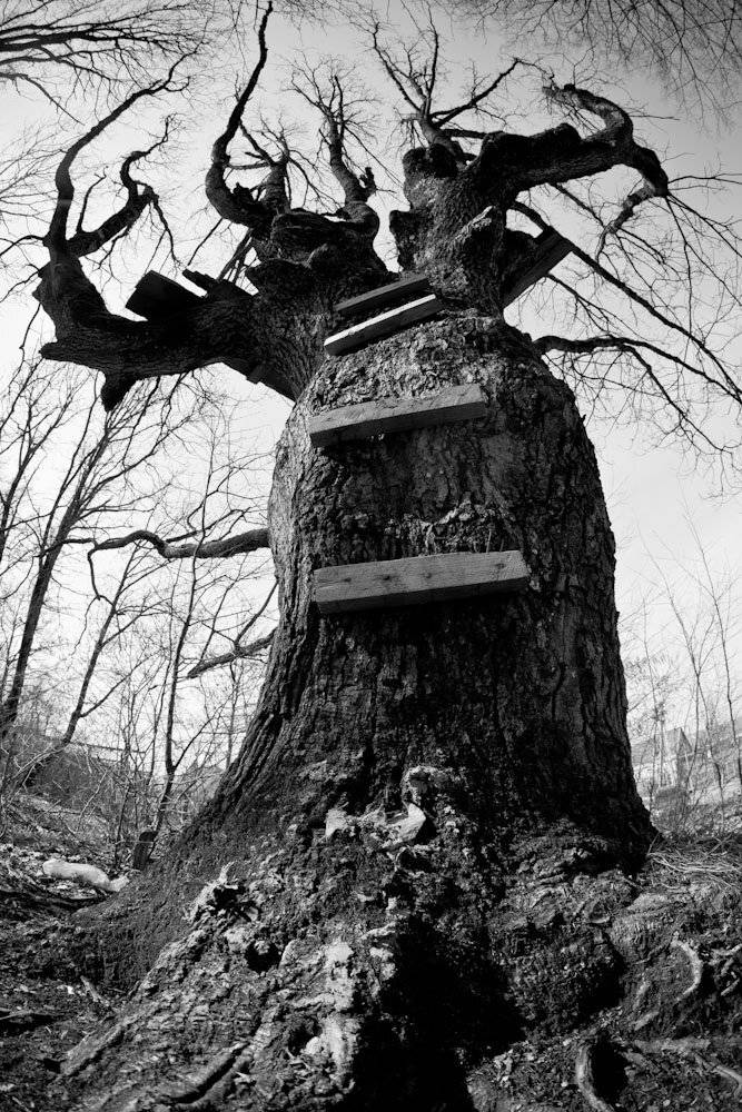 дерево, детство, Николай Шелепов