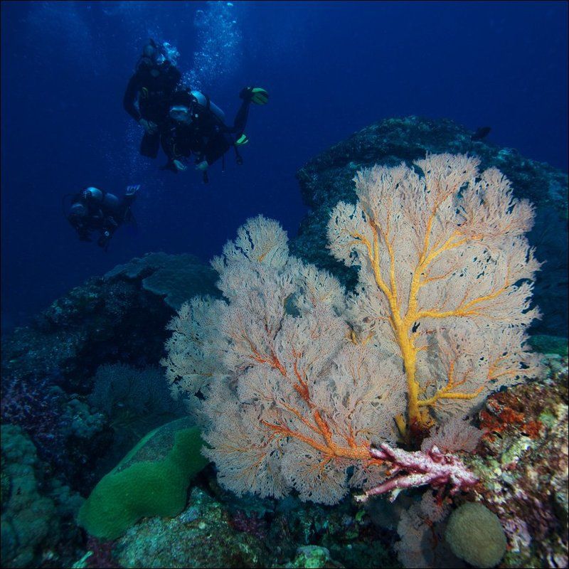 underwater, similan, islands, coral, divers  фото превью