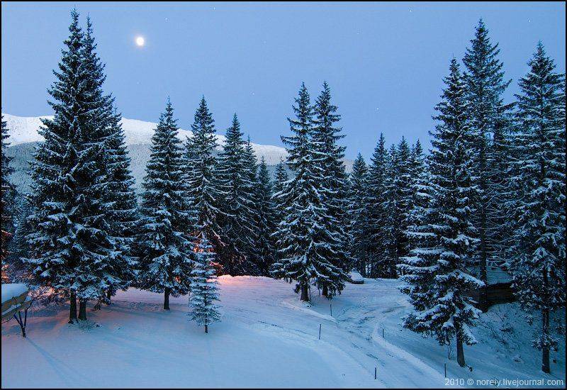 зима, татры, словакия, луна, ели, лес, Nika Shmeleva