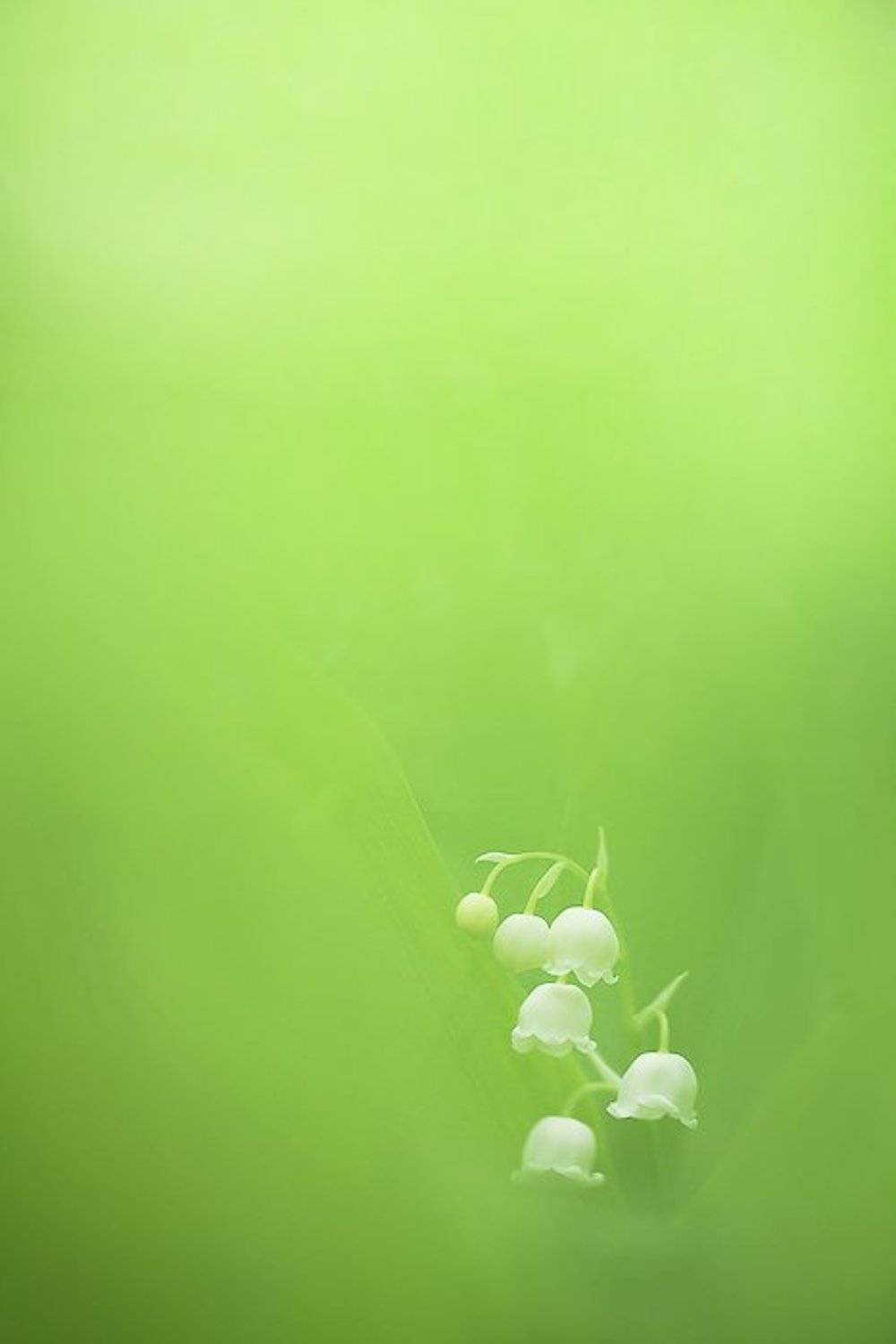 ландыши, Юлия