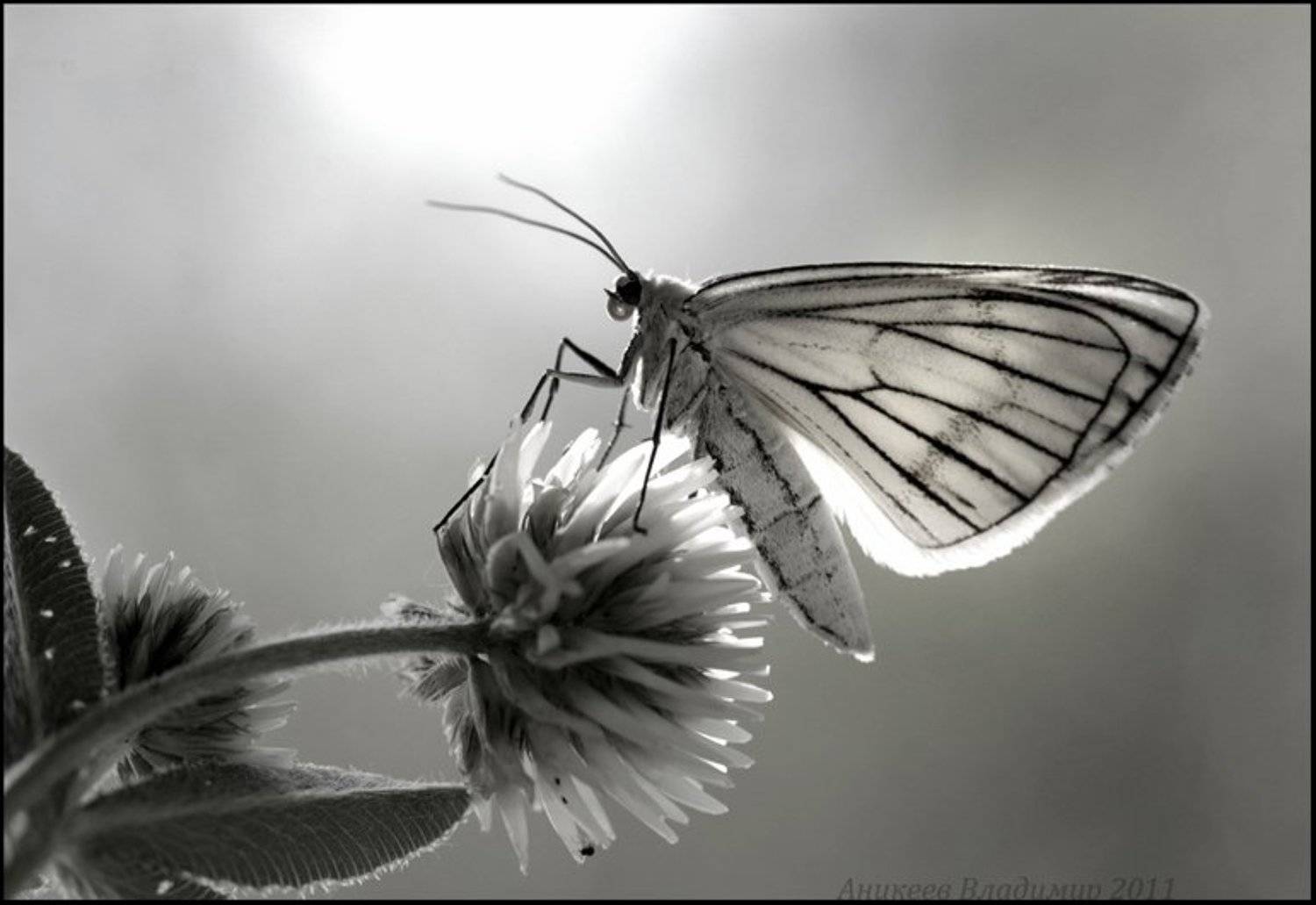 , Аникеев Владимир