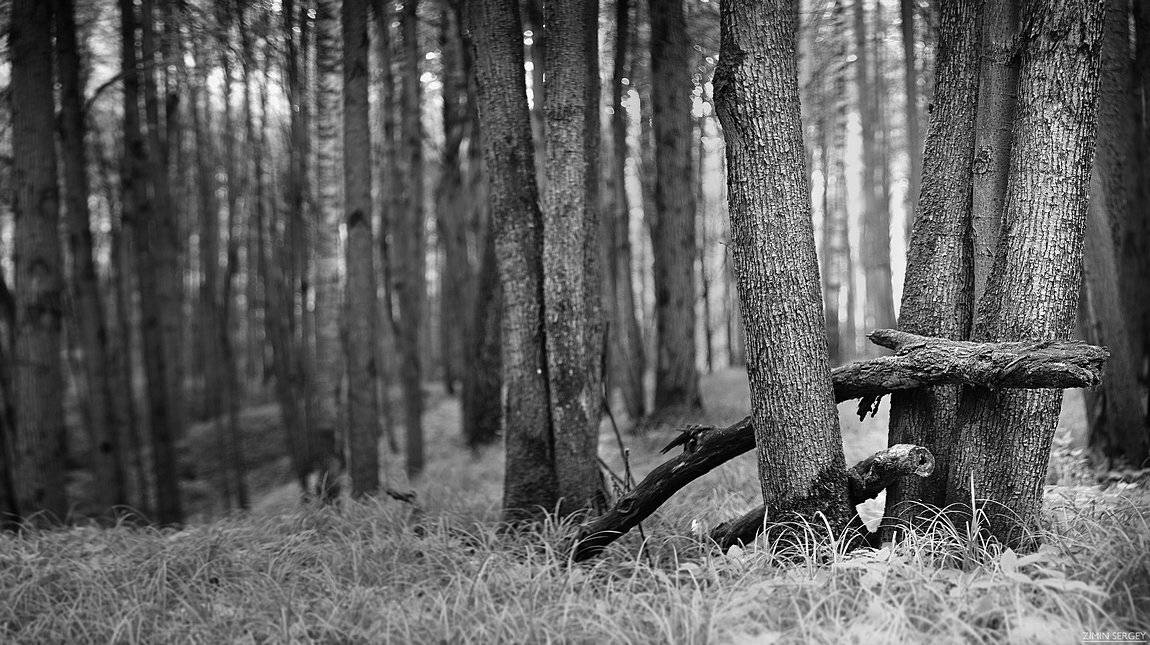 , Сергей Зимин