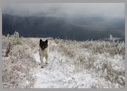 Первый снег