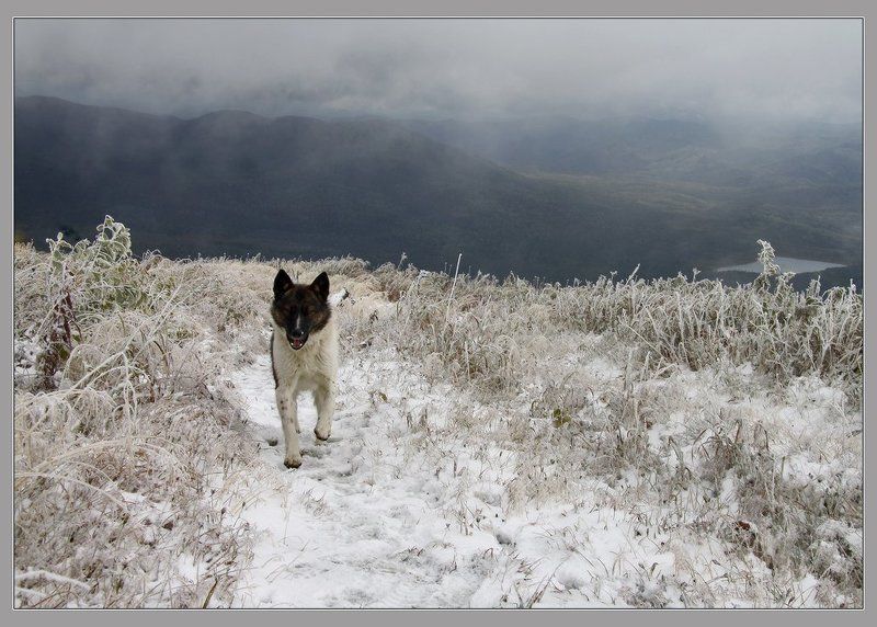 Первый снег фото превью