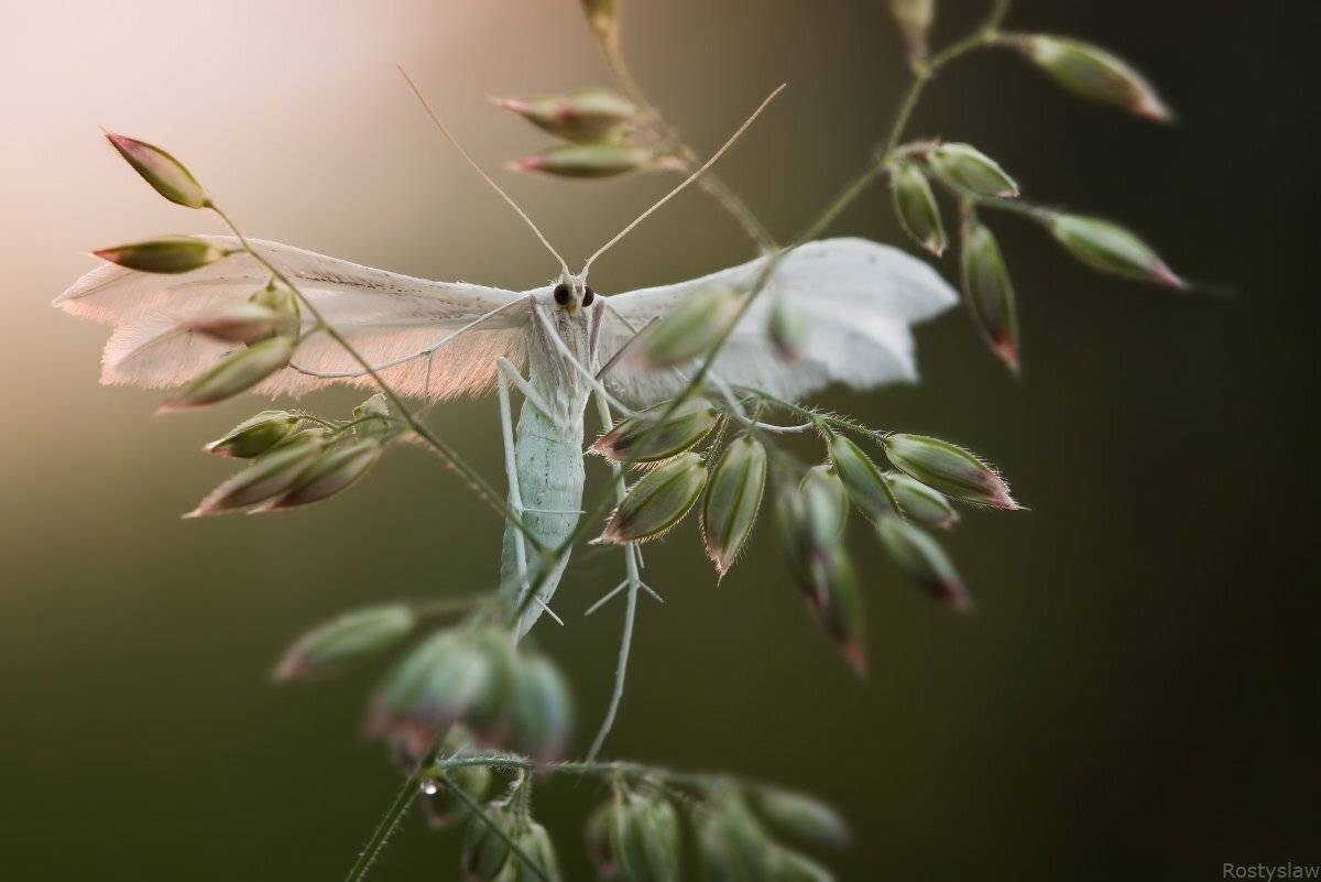 ростислав, canon 100mm macro usm, , Ростислав