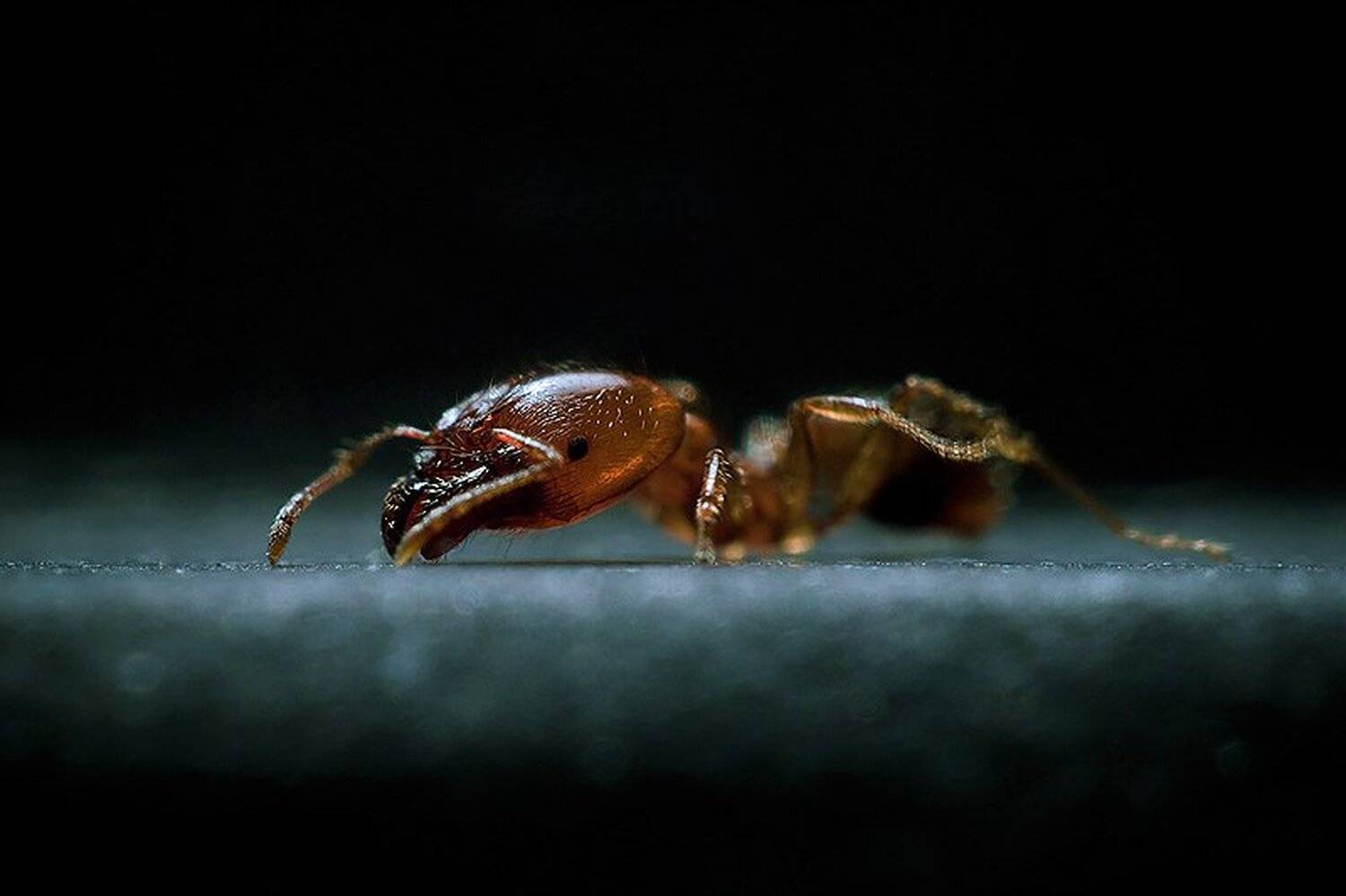 макро, насекомые, Sergey