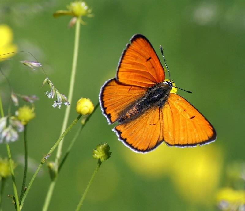 червонец, огненный, Cheplenko Aleksey