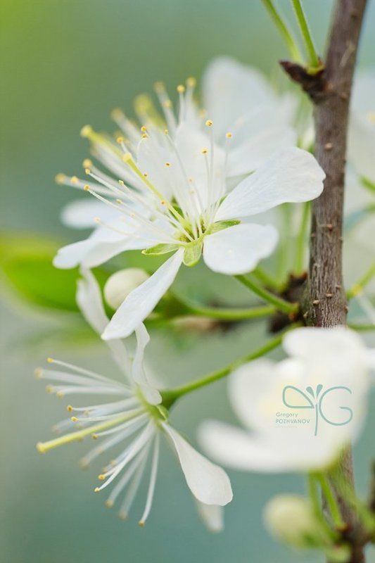 открытка, цветок, весна, белогорье, заповедник, дубрава, ворскла, лес, колючая, груша, терновник, терн  фото превью