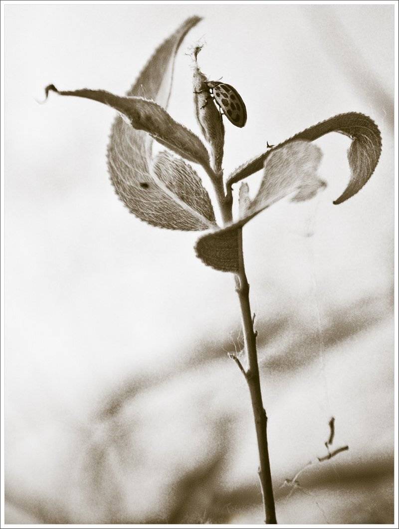 букашка, танец, ветка, кустик, взмах, Denis Voronin