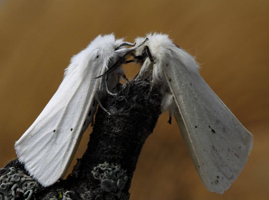 бабочки, медведицы, Сергей Таланов