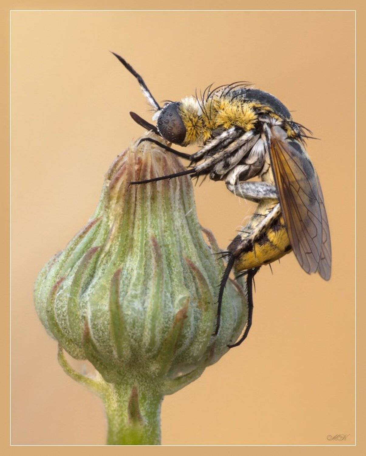 toxophora, fasciculata, Miron Karlinsky
