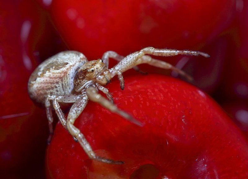 макро, паук, черешни  фото превью