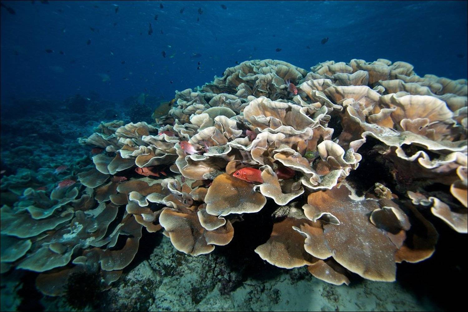sipadan, coral, fish, underwater, Anton Akhmatov