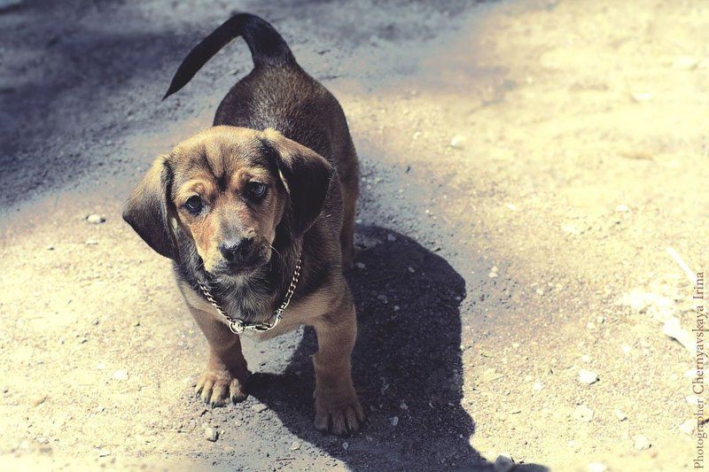 Марийка фото превью