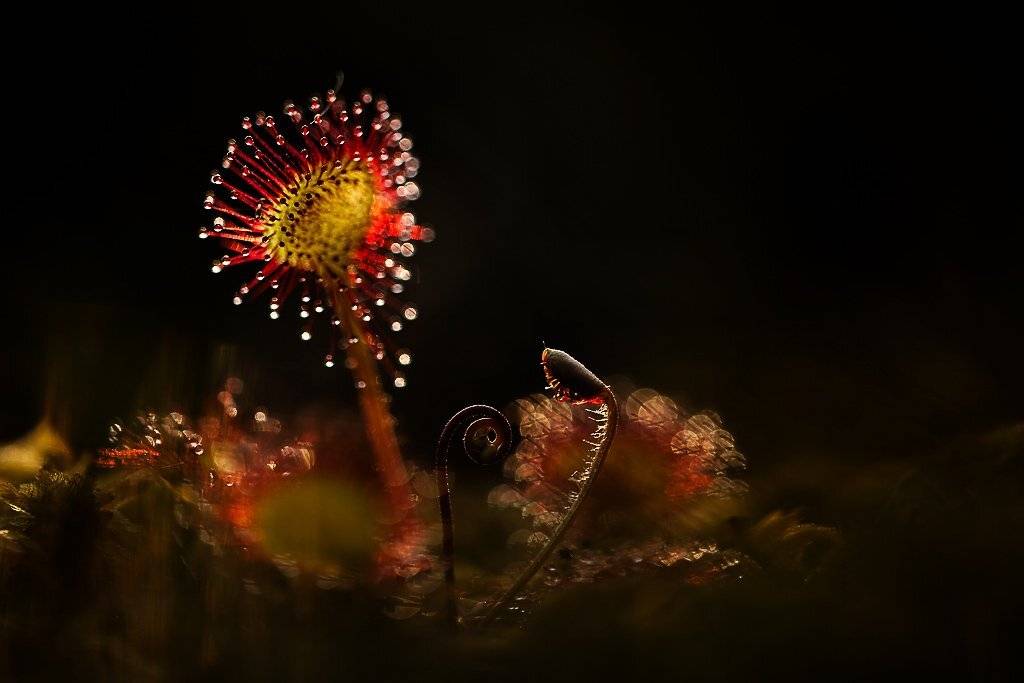 росянка, Юлия