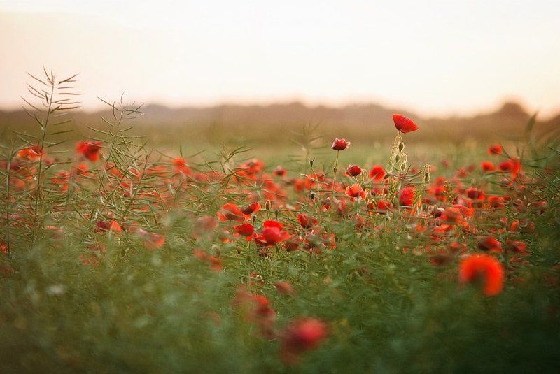 маки  фото превью
