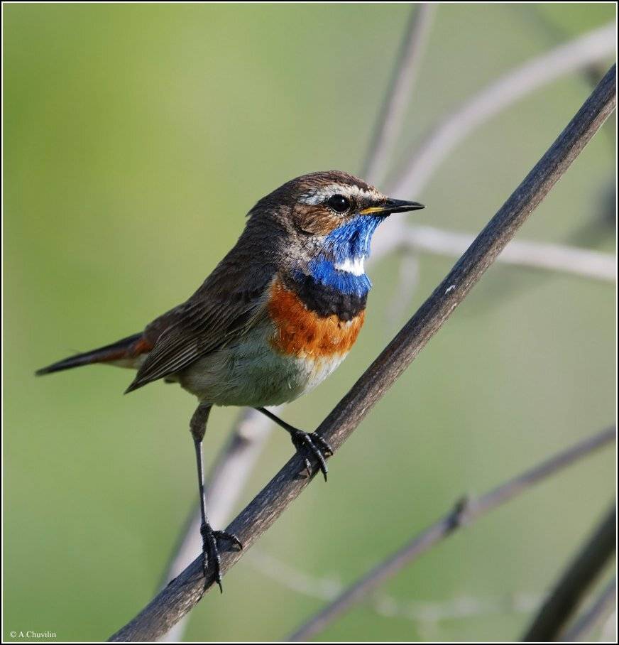 самец, варакушка, белозвёздный, Александр Чувилин