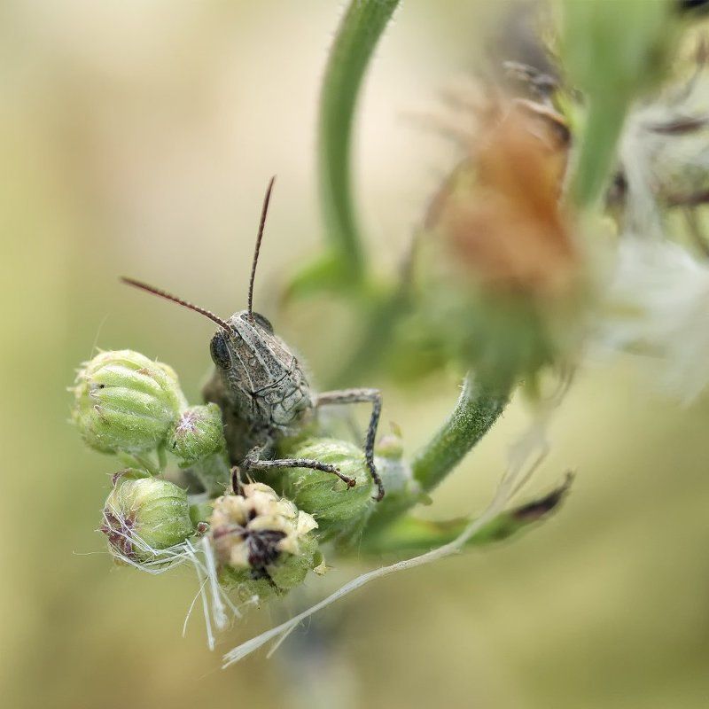 nikon d80, micro-nikkor af 105mm f/2.8 d, макро, кузнечик Ромео фото превью