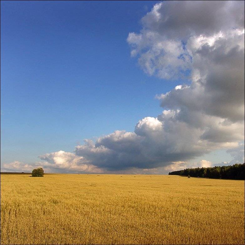 поле, лето, небо, куст, Тарасов Алексей