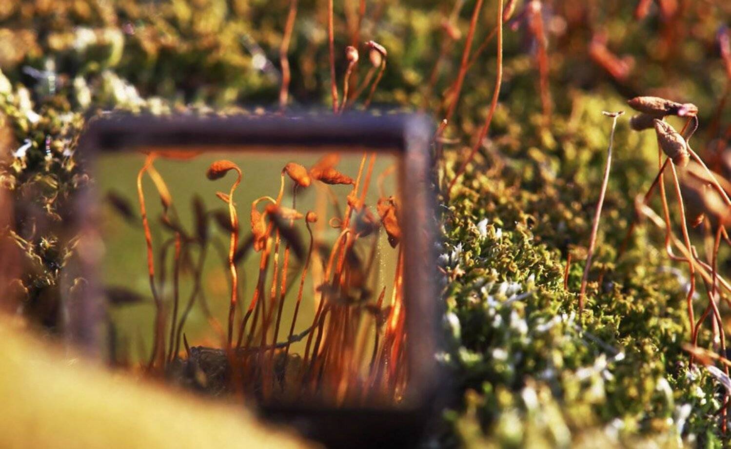 макро, мох, свет, отражение, Евгений