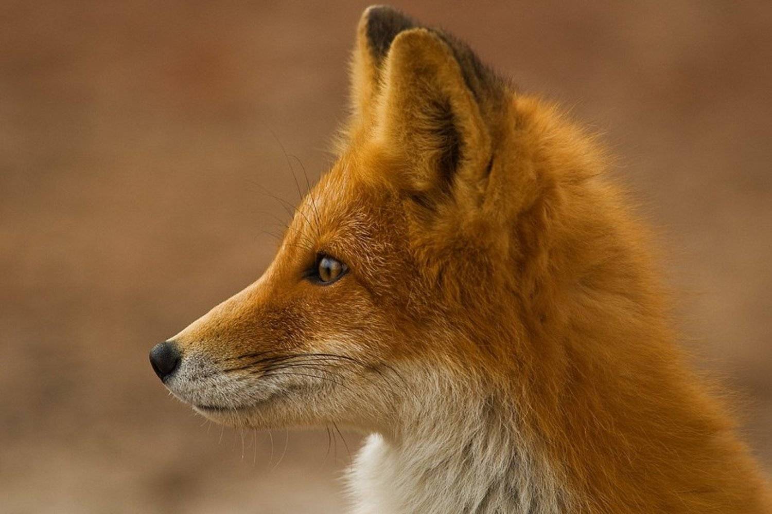 лиса, Иван Кислов