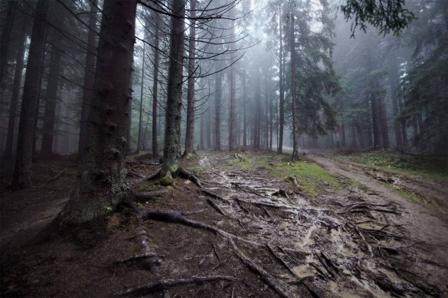 природа, карпаты, лес, , пейзаж, Piligrim