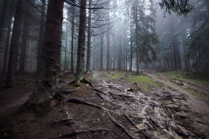 природа, карпаты, лес, , пейзаж  фото превью