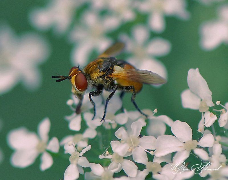 насекомые, макро  фото превью