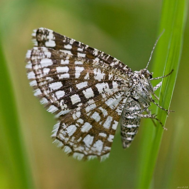 пяденица, клеверная, (решетчатая), gitterspanner, chiasmia, clathrata, kleekr?uterrasen-gitterstriemens, kleespanner, latticed, heath  фото превью