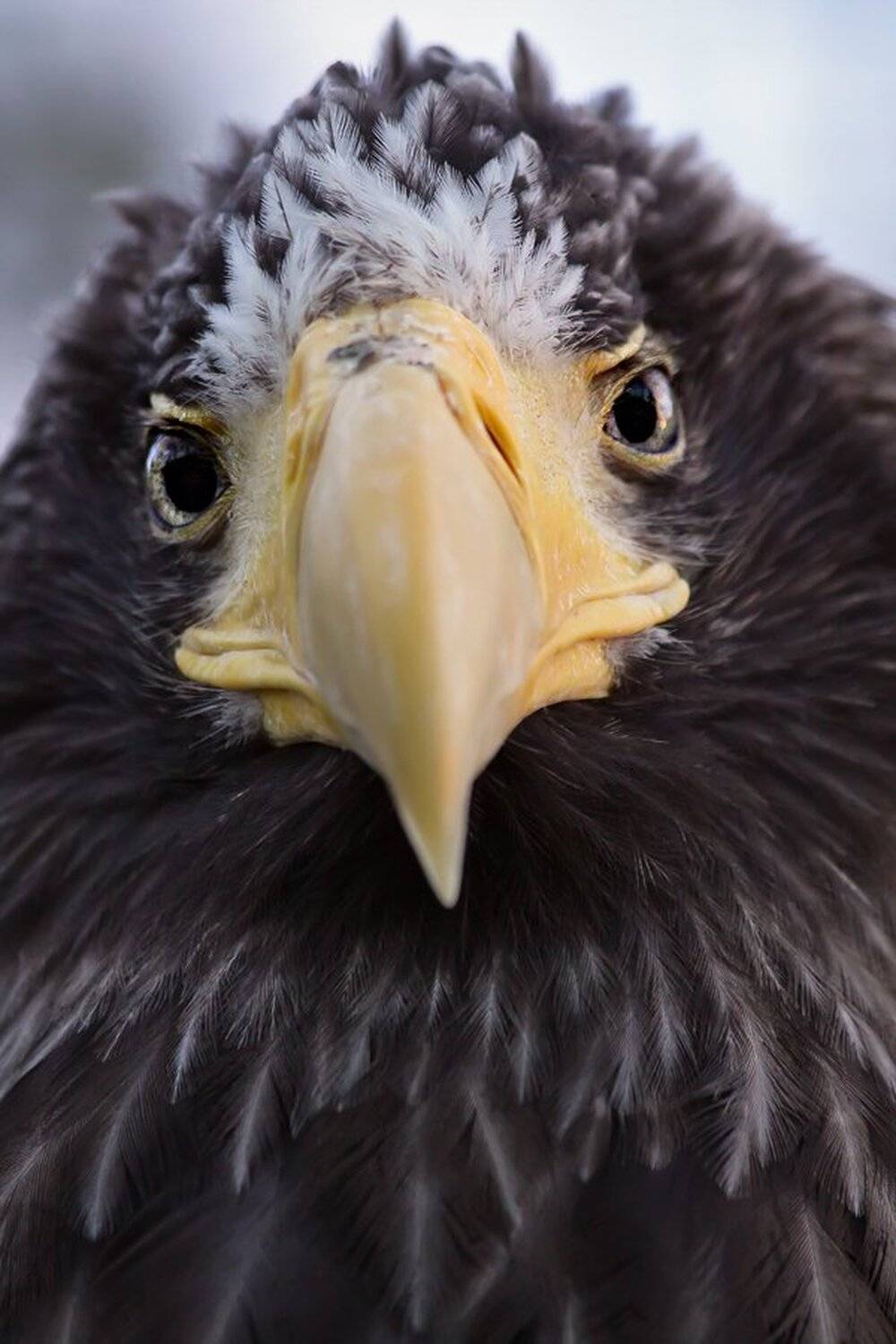 , Симонян Сергей